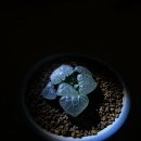 춘하추동 이미지