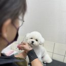 여수죽림동물병원 애견미용실 이미지