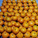 주신농장 | 상호네귤농장 서귀포감귤10kg ㅣ제주도 귤 택배 내돈내산 솔직 후기