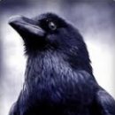 비둘기한국@ 이미지