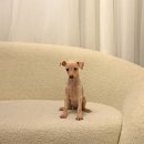 퍼피 켄넬 이미지