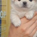 건강한 강아지 이미지