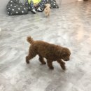 니나펫카페 | #구월동애견카페 #니나펫카페 방문후기