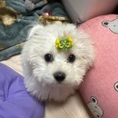 멍벤져스