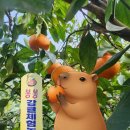 주신농장 | 제주 레드향 따기 체험! 봉봉감귤체험농장 솔직 후기