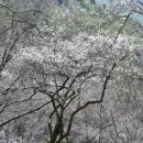 지리산매화네
