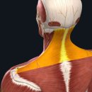 겟바디핏 이미지