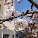 매화 - 광산구 풍영로101번안길 3-6 | 매화