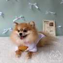 축복장 | 천주교 반포성당 : 반려동물 축복식 후기