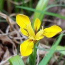오늘의탄생화-(6월6일) 🌸 노랑 붓꽃(Yellow Water Flag) 이미지
