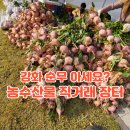 대곶농산물 | 강화도 순무 김치 호박고구마 아세요? 제 13회 강화 길상면 농수산물 직거래 장터 후기