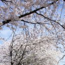우이천과 북서울꿈의 숲의 벚꽃 이미지