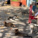 아몬드치킨병영점 이미지