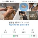 블루멍 펫 테라피 이미지