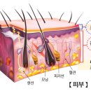 야자브로우