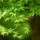 숲속의맑은향기 이미지