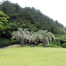 스위트피(sweetpea) 이미지