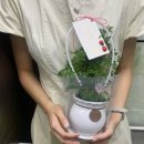 우진가스 - 수원시 장안구 | [김해내외동꽃집] 특별한날 꽃, 화분 선물 전문 ‘우진꽃판매장’ 후기
