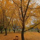 은행나무 농장 | 은행나무 맛집 카페 가평 커피와과일농장