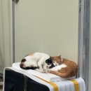 정호세탁소 이미지