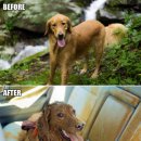 멍멍이 달린다 이미지