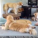 짱구 애견 하우스 이미지