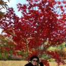 메밀꽃마을 이미지