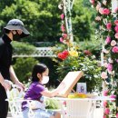 에버로즈 이미지