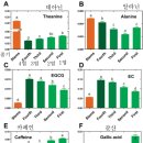 찻잎의 폴리페놀과 카페인에 영향을 주는 요소 이미지