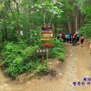 곰배령새소리 이미지