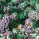 홍조바다 이미지