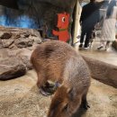 주화로 | 주렁주렁 하남점 솔직 후기 동물 교감은 만족, 주화 미션은 글쎄