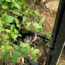 마리들농장 이미지