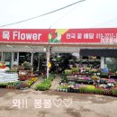 청목플라워