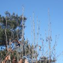 지리산 나무처럼 이미지