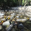 대신공원 숲길 | 자연체험! 부산 (구)대신공원 &amp; 대신계곡 숲길