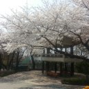 수봉공원 벚꽃 이미지