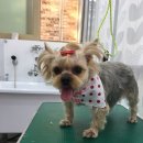 쁘띠멍멍 이미지