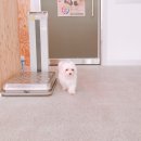 로하동물병원