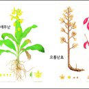 우리 꽃 세밀화 이미지