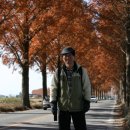 국도24호선가로수 이미지