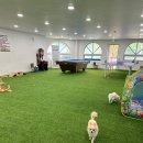 어서오시개냥 애견펜션 이미지