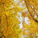 은행나무농장 이미지