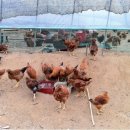 원스농장 이미지