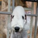 솜솜 애견미용 이미지