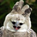 이글 Daum카페