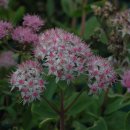 꿩의비름 Sedum erythrostichum 돌나물과 이미지