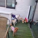 호텔 독스 이미지