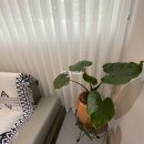 마르아줄 이미지