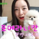 착한애견분양강아지 수원광교본점 이미지